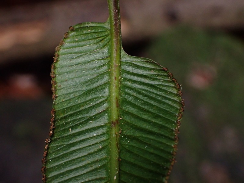 Saccoloma elegans photo 3