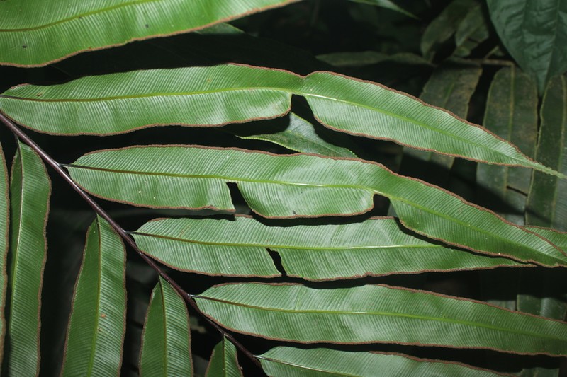 Saccoloma elegans photo 6