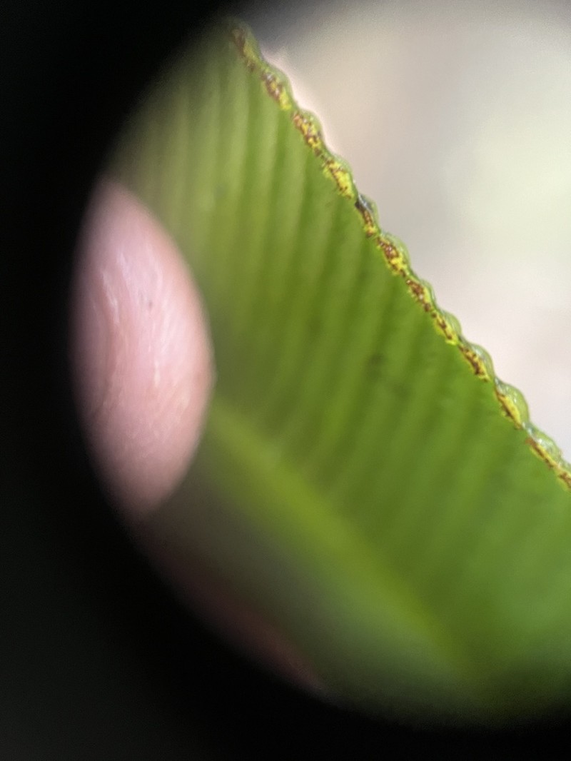 Saccoloma elegans photo 7