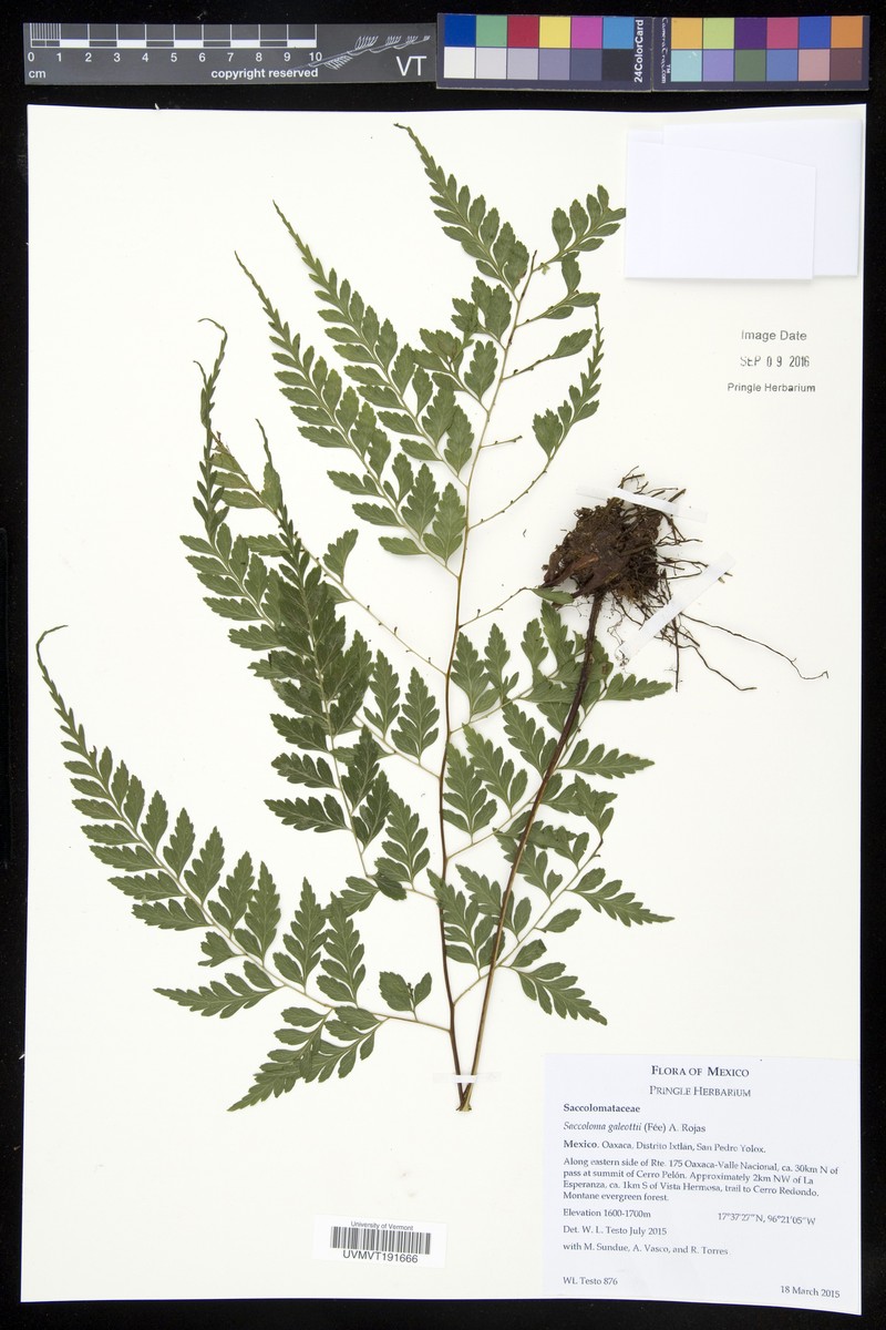 Saccoloma galeottii