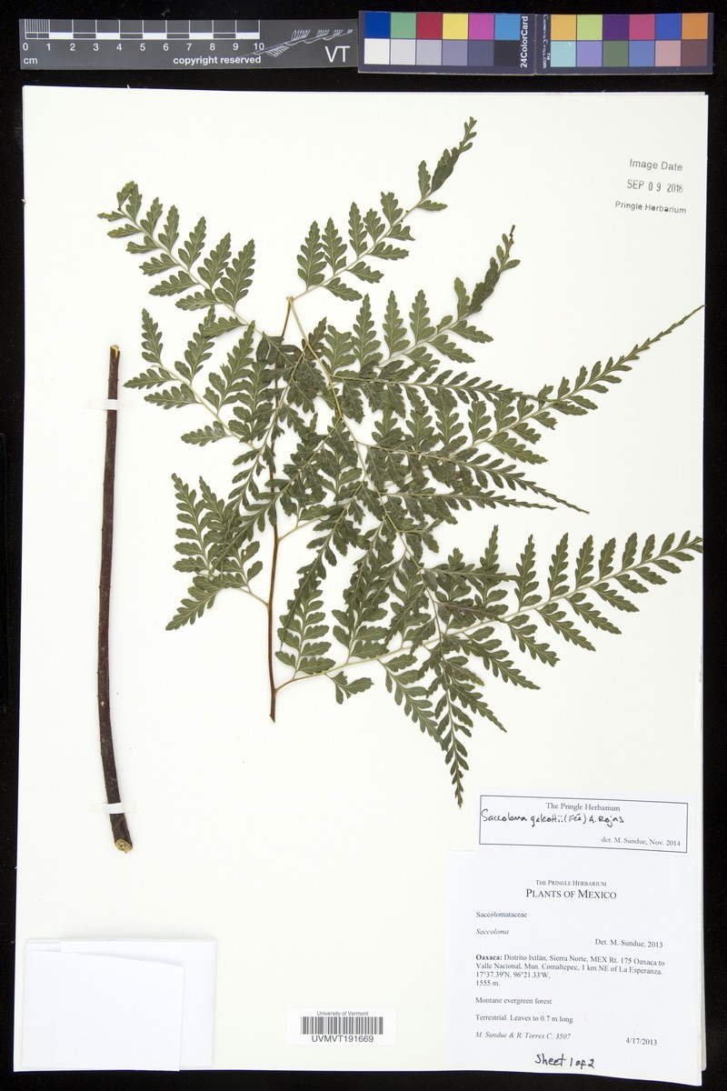 Saccoloma galeottii photo 2