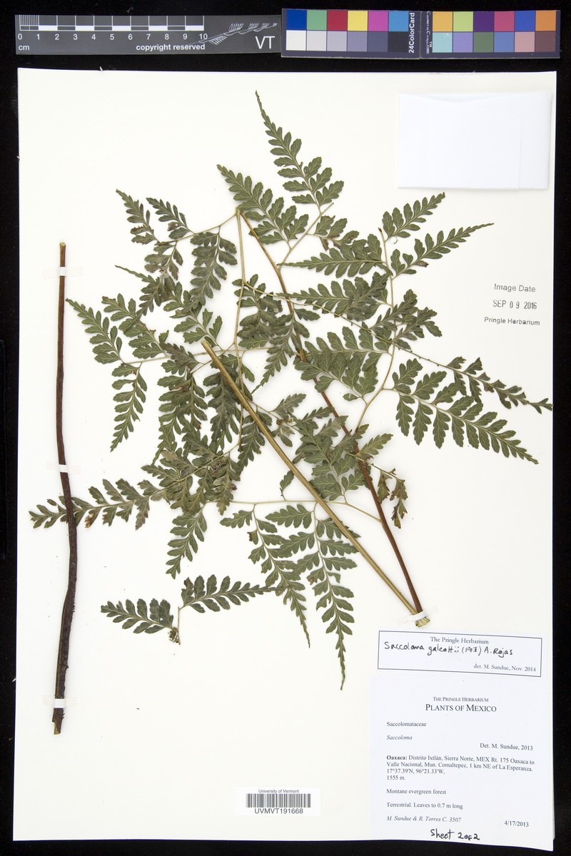 Saccoloma galeottii photo 3