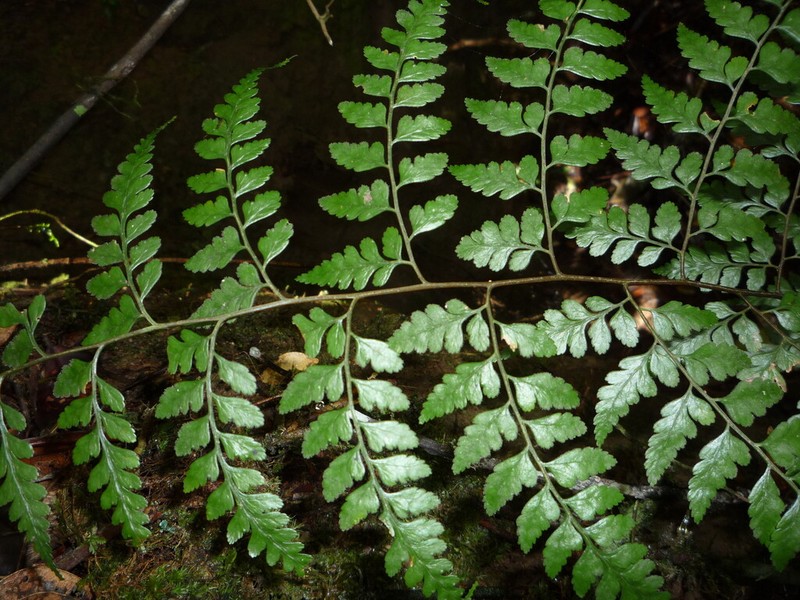 Saccoloma henriettae