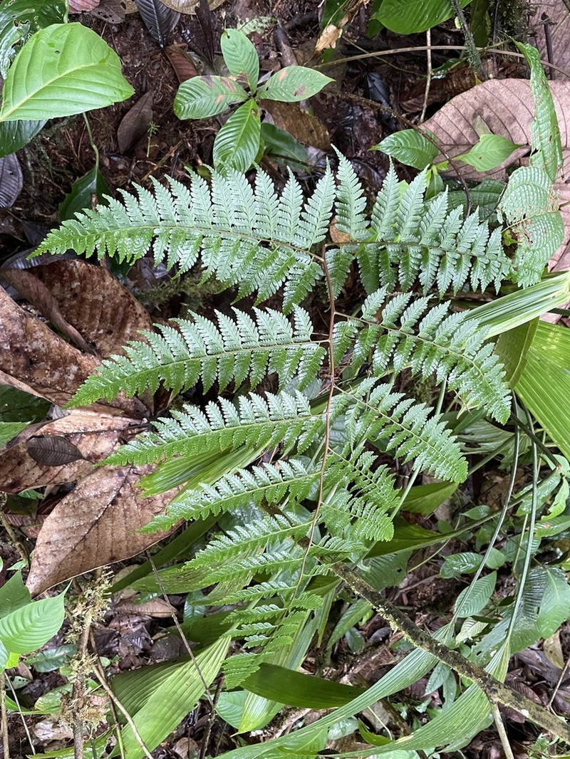 Saccoloma hieronymi