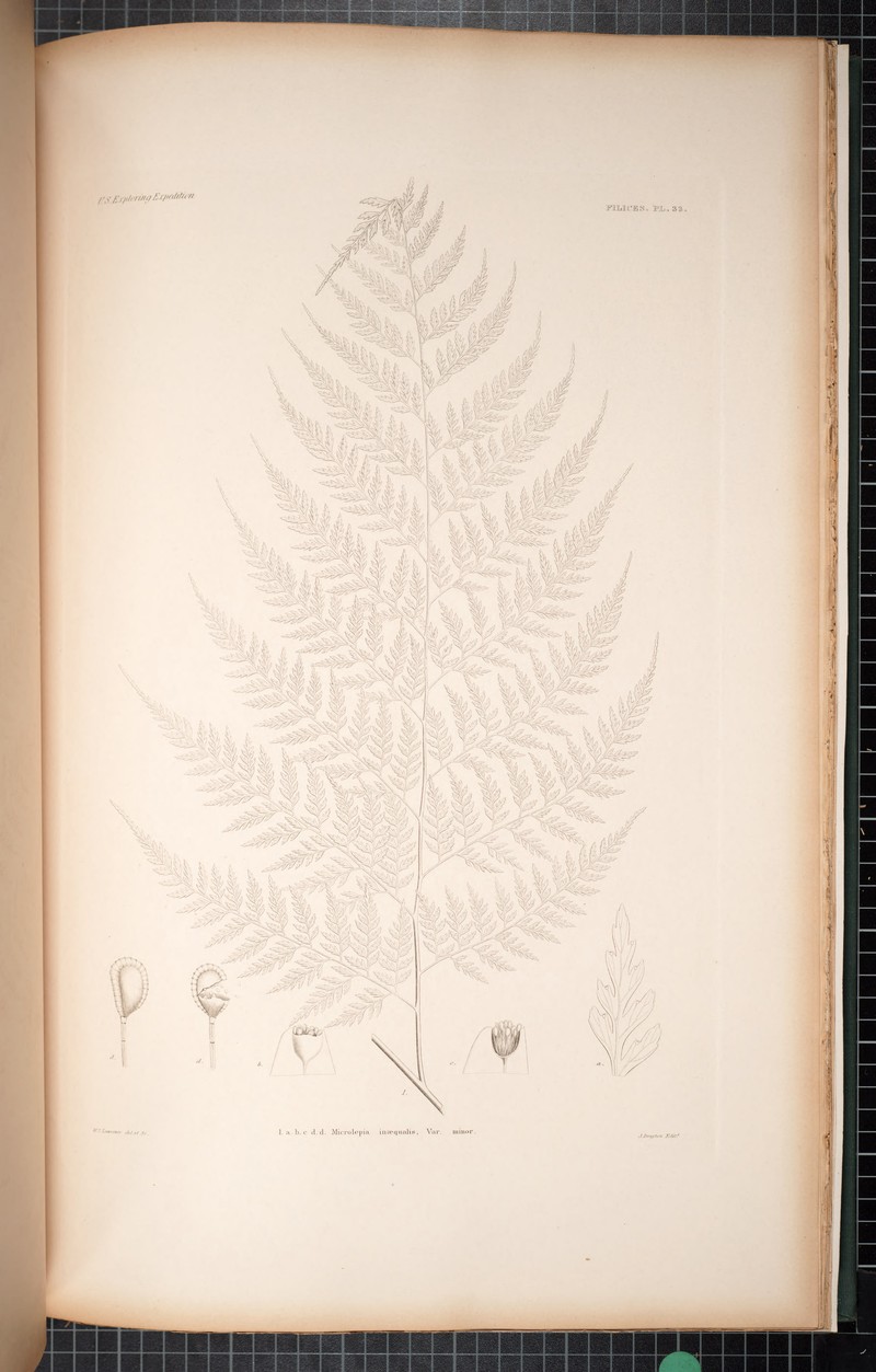 Forest Soralpouch Fern photo 2