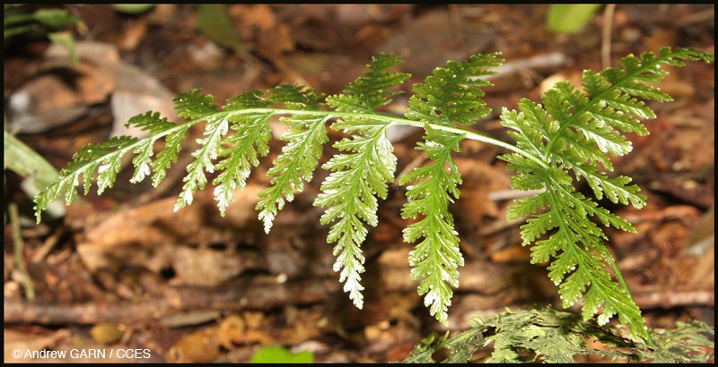 Forest Soralpouch Fern