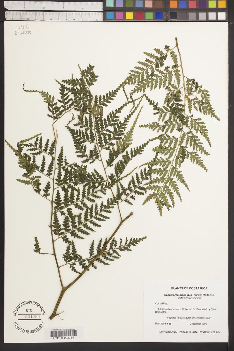 Forest Soralpouch Fern photo 3