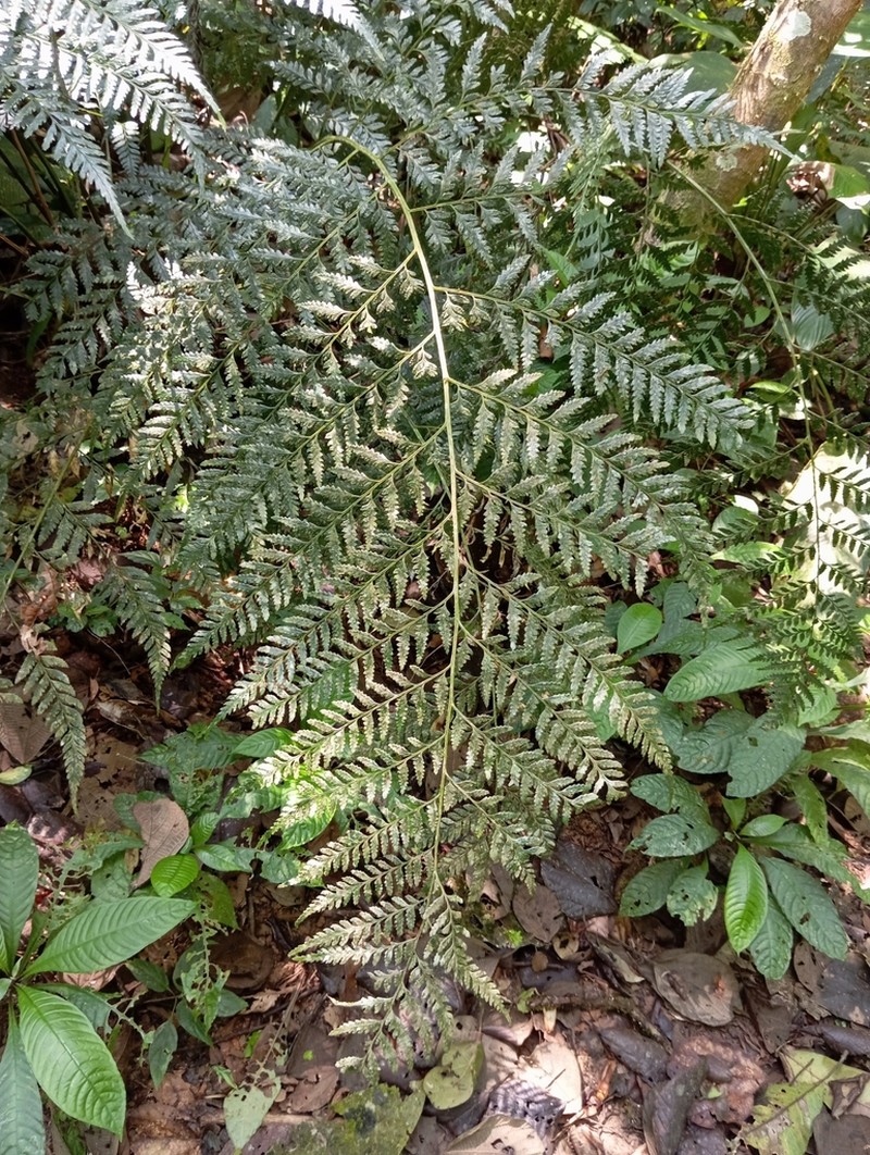 Forest Soralpouch Fern