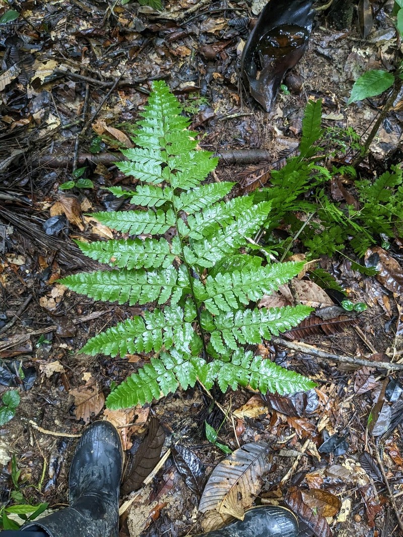 Forest Soralpouch Fern photo 2