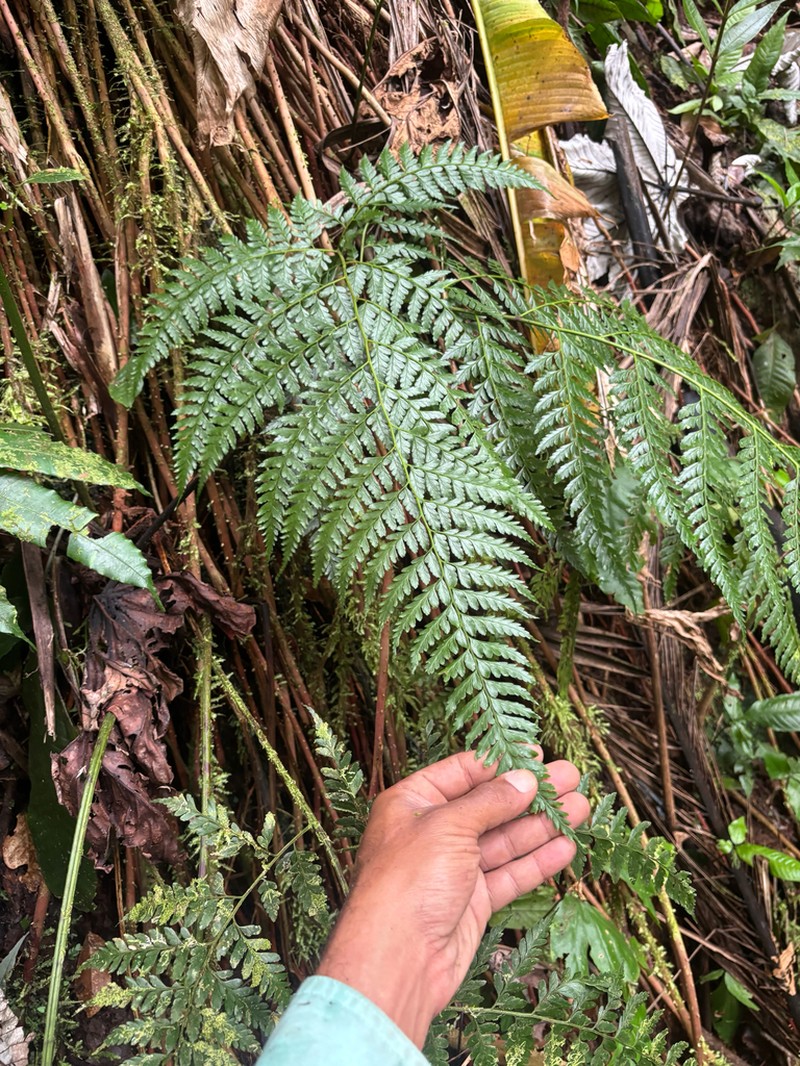Forest Soralpouch Fern photo 3