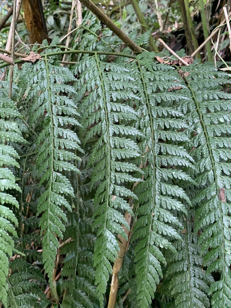Forest Soralpouch Fern photo 4