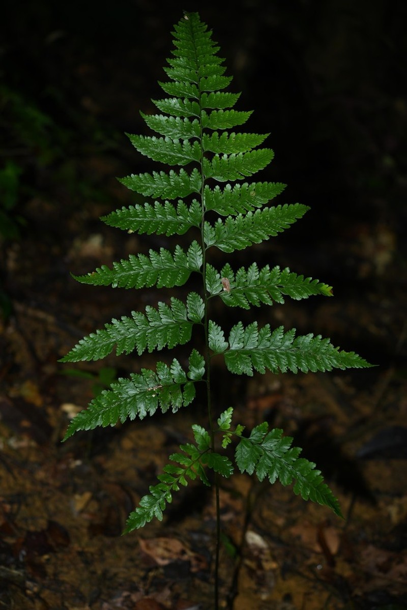 Forest Soralpouch Fern photo 5