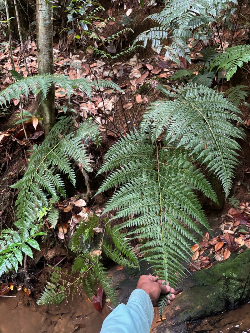 Forest Soralpouch Fern photo 6