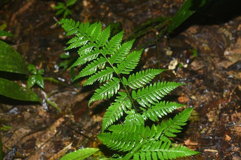 Forest Soralpouch Fern photo 7