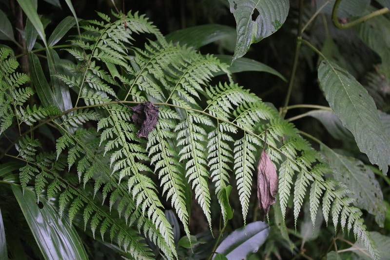 Forest Soralpouch Fern photo 8