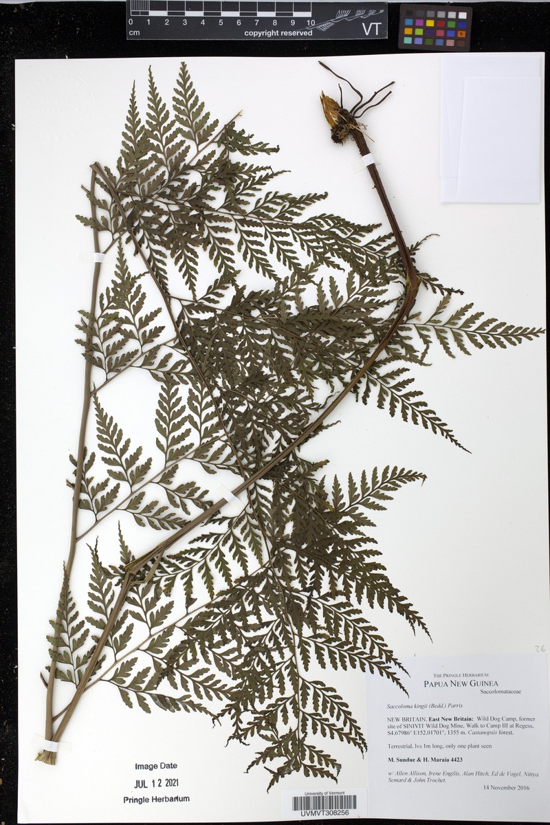 Saccoloma kingii