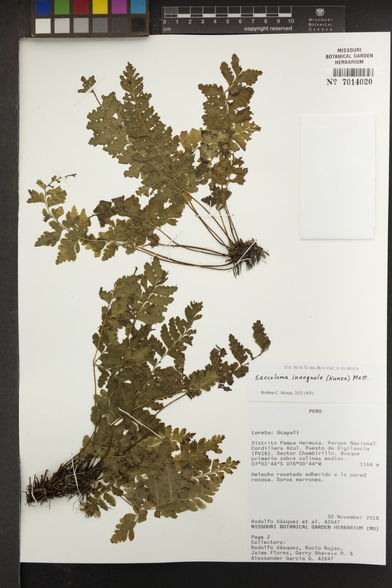 Saccoloma membranaceum