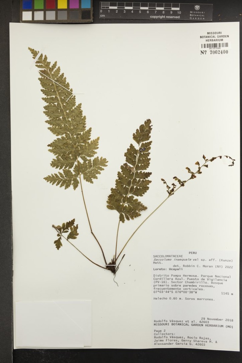 Saccoloma membranaceum photo 2
