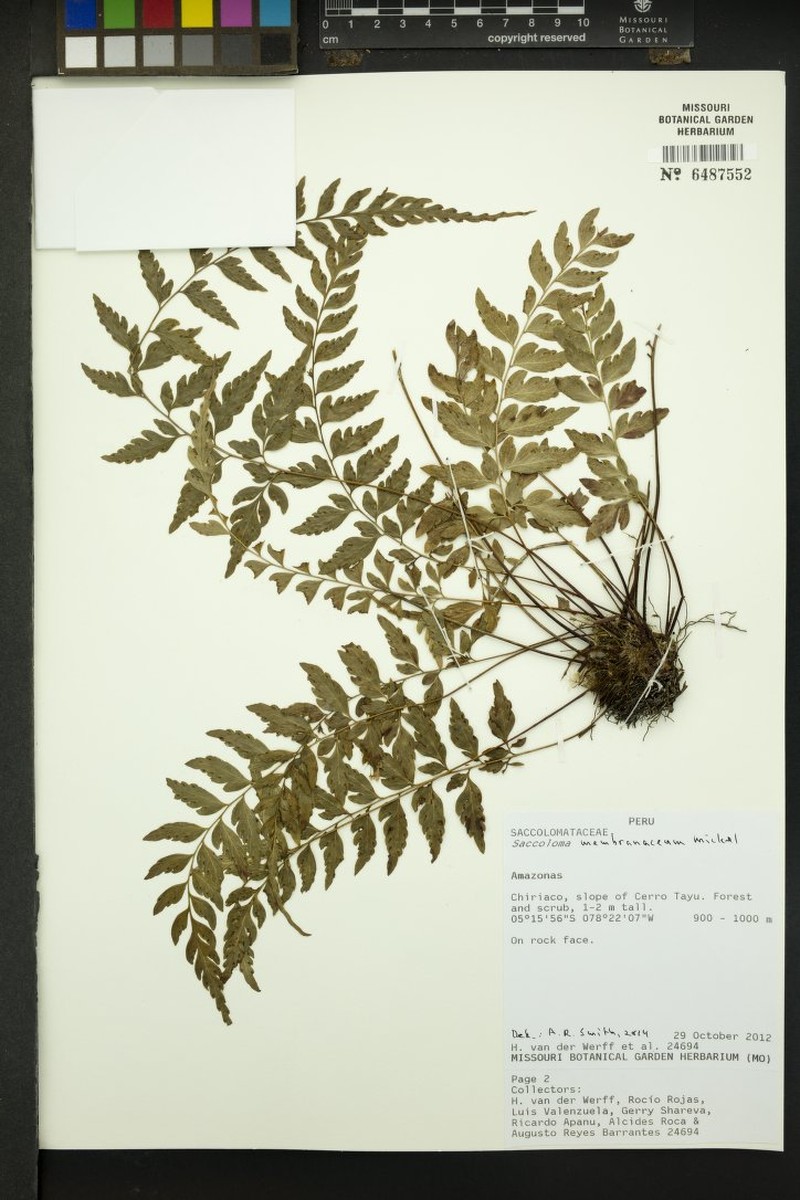 Saccoloma membranaceum photo 3