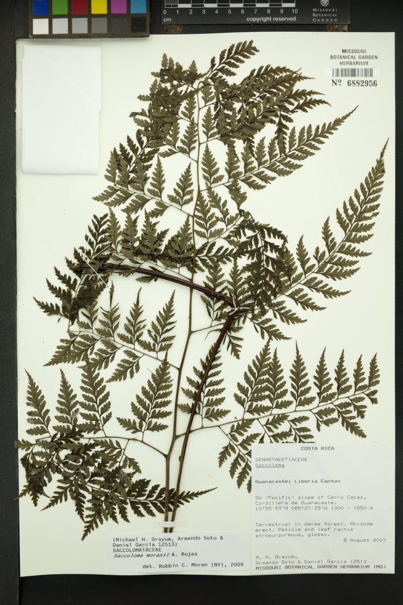 Saccoloma moranii