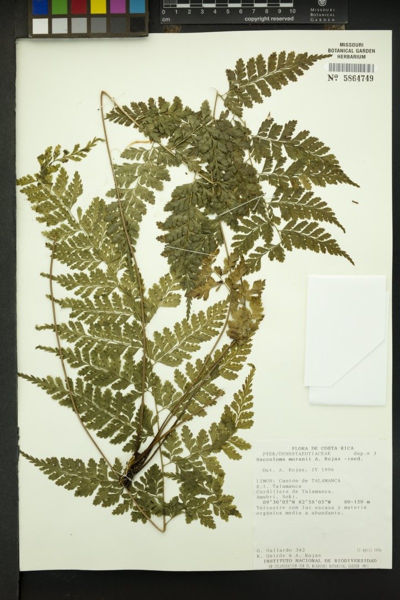 Saccoloma moranii photo 3