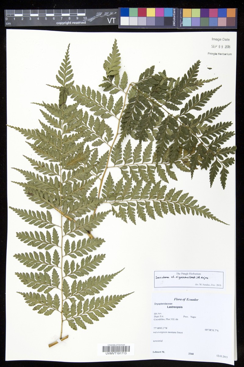 Saccoloma nigrescens