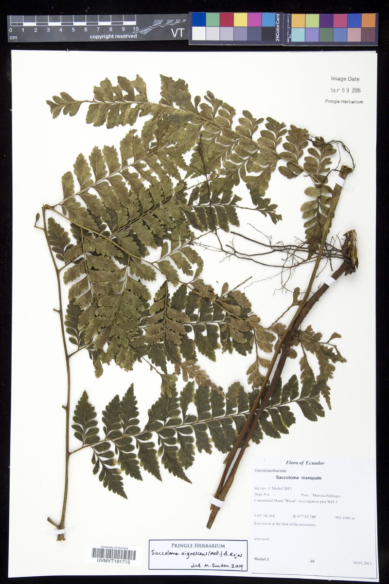 Saccoloma nigrescens photo 2