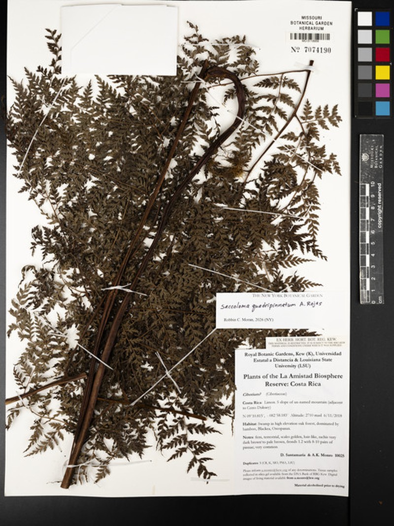 Saccoloma quadripinnatum