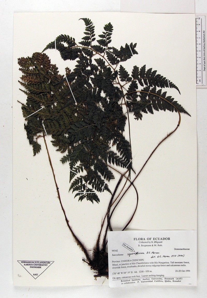 Saccoloma squamosum photo 3
