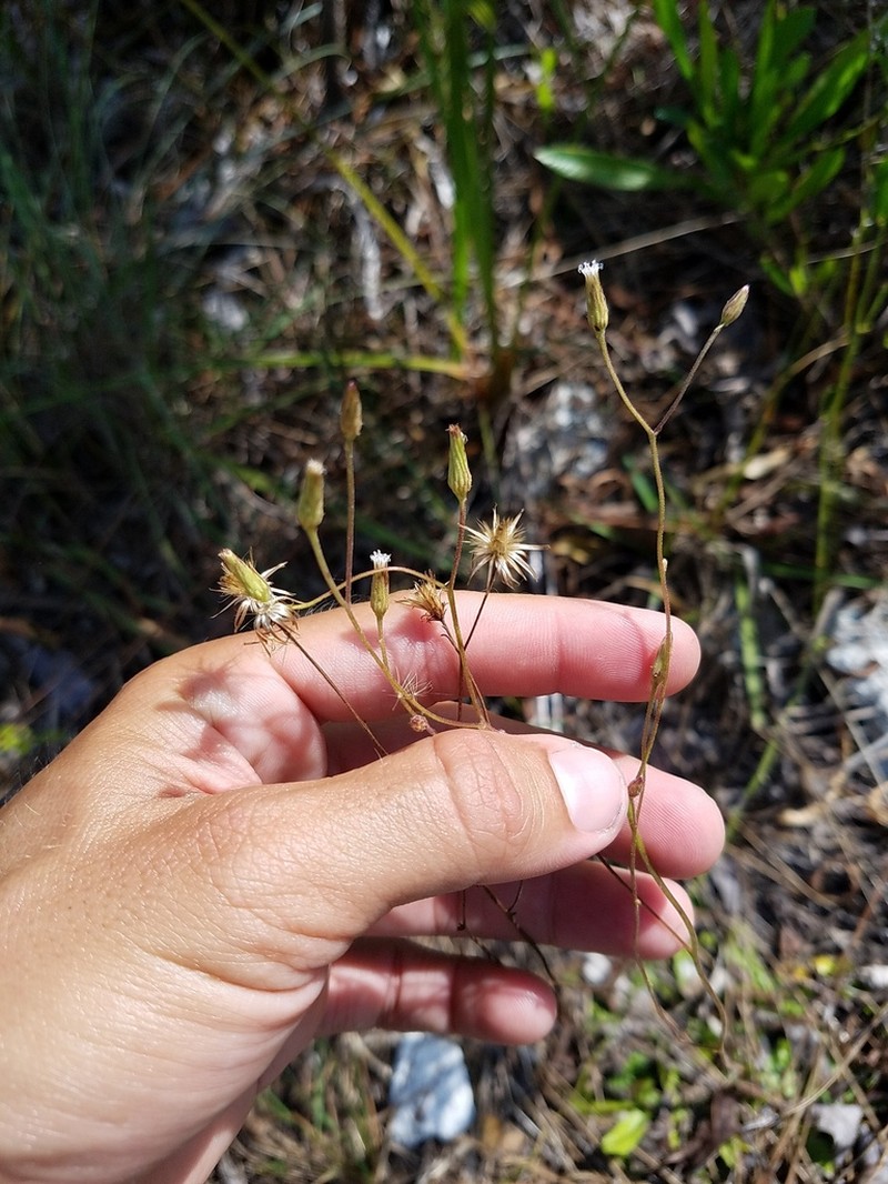 Bahama Sachsia photo 3