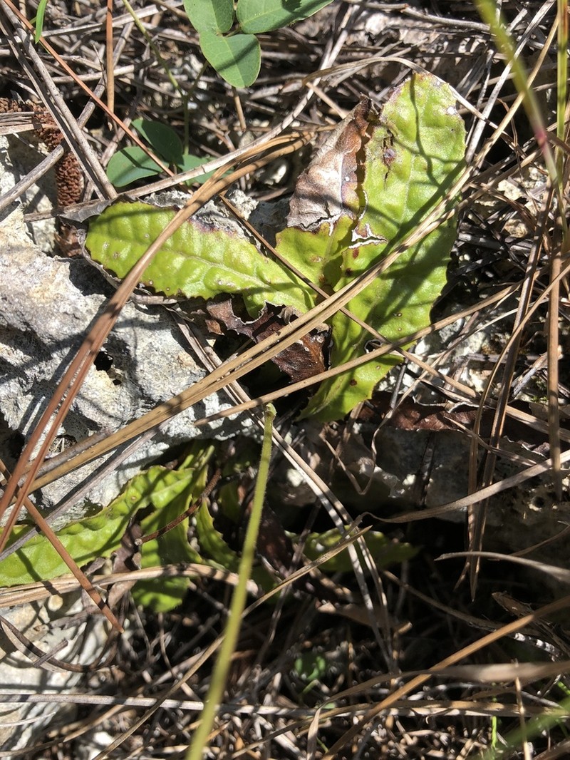 Bahama Sachsia photo 8
