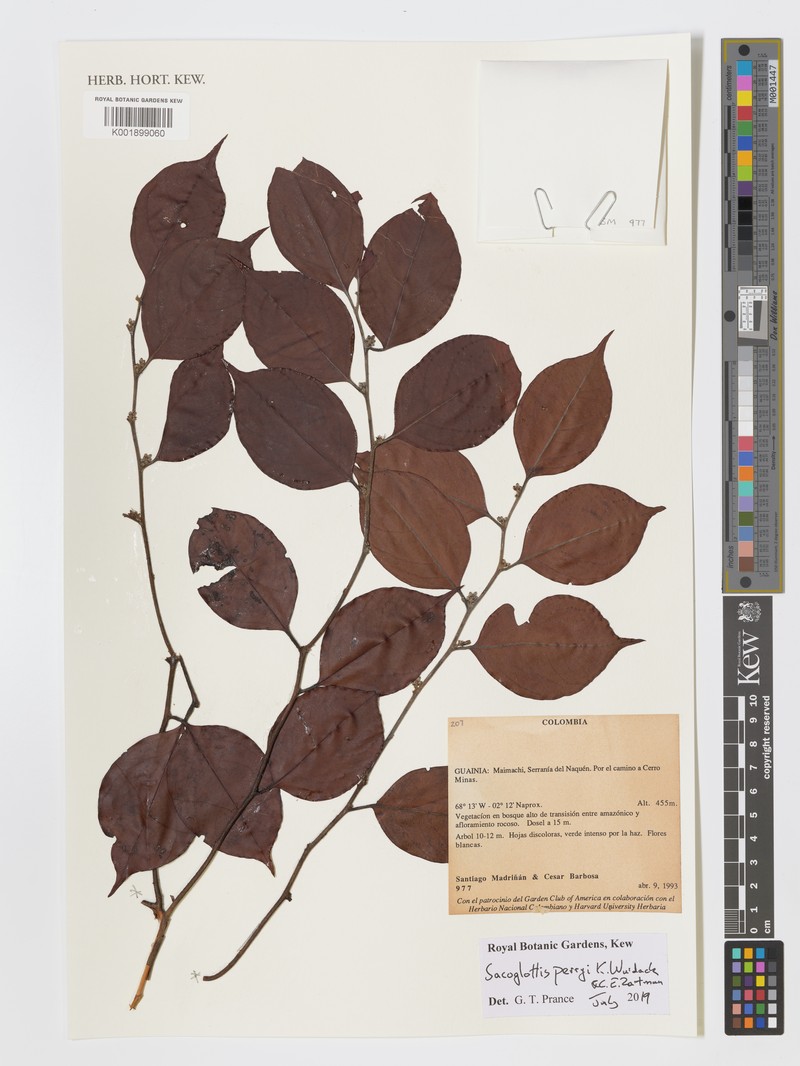 Sacoglottis perryi