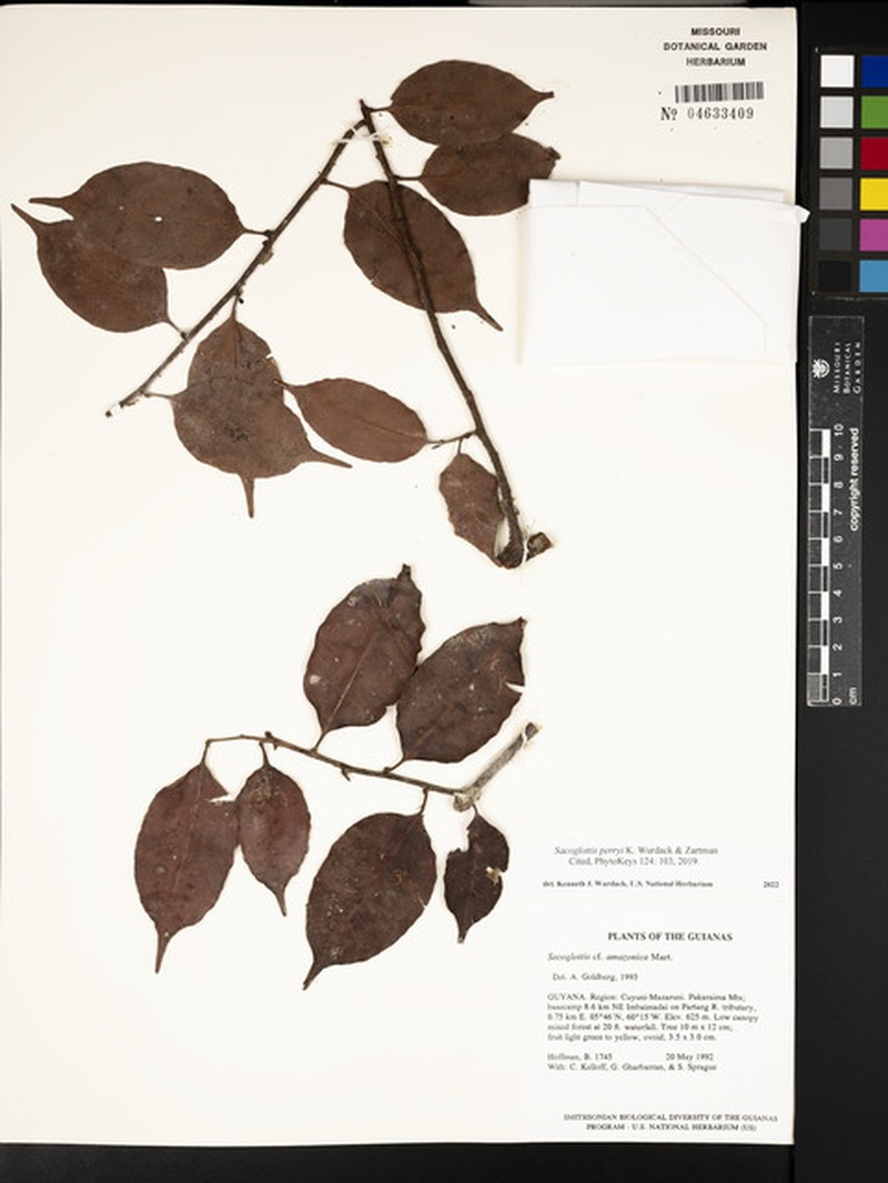 Sacoglottis perryi photo 2