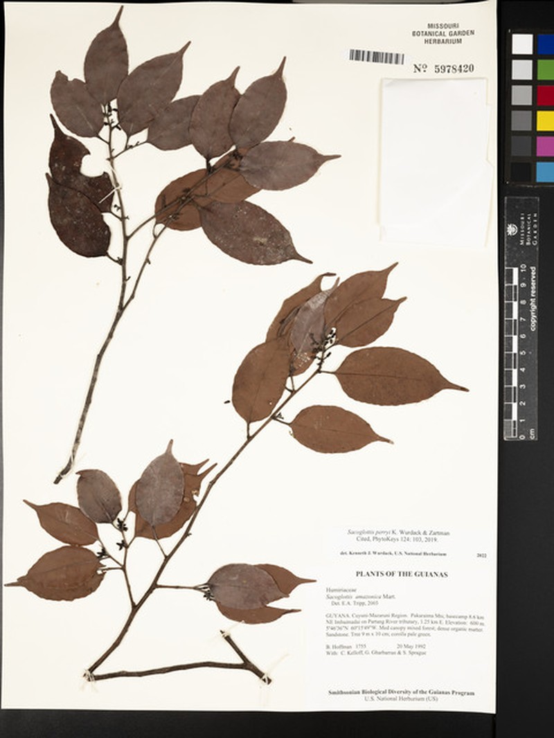 Sacoglottis perryi photo 3