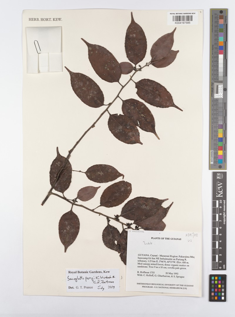 Sacoglottis perryi photo 4