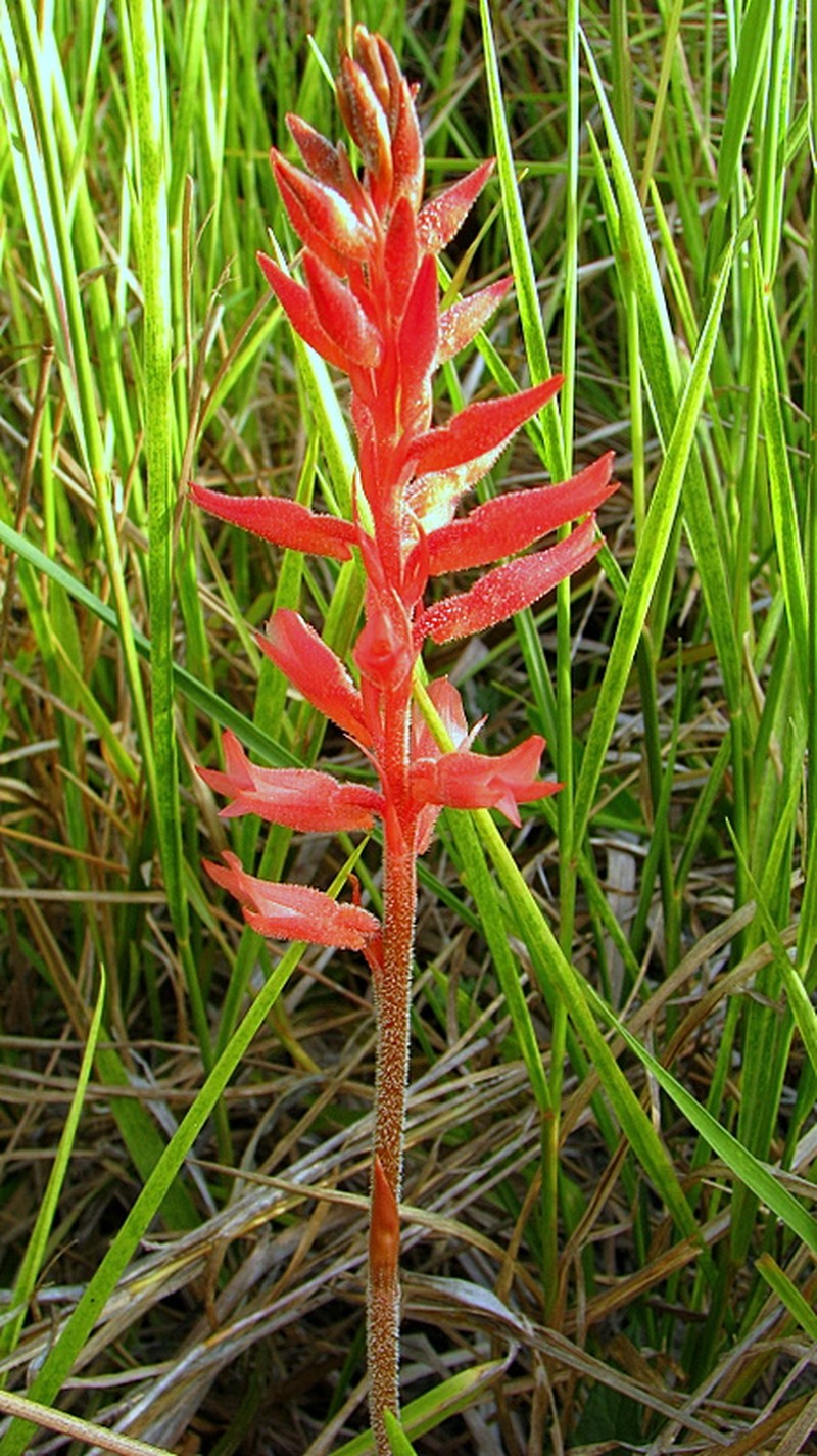 Leafless Beaked Lady Orchid