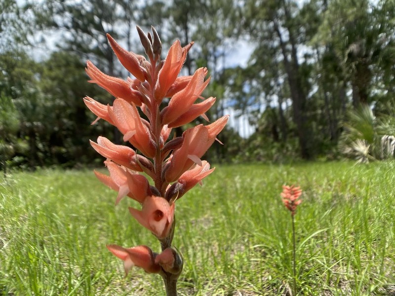 Leafless Beaked Lady Orchid photo 2