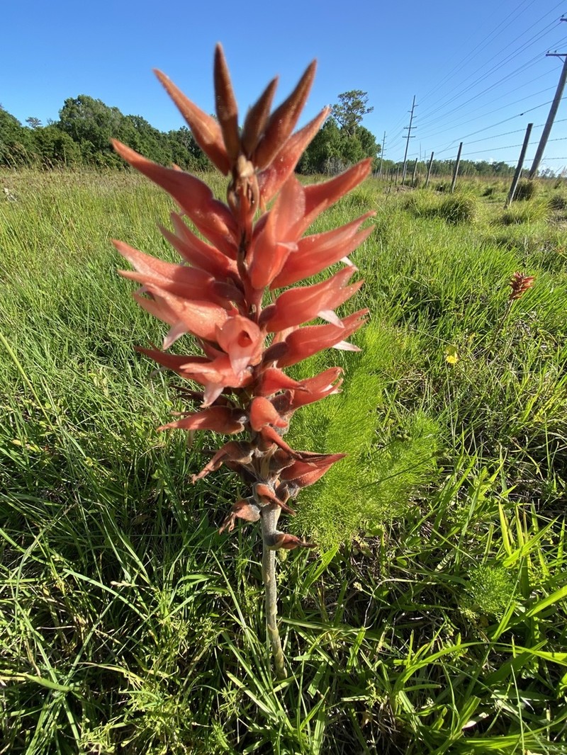 Leafless Beaked Lady Orchid photo 3