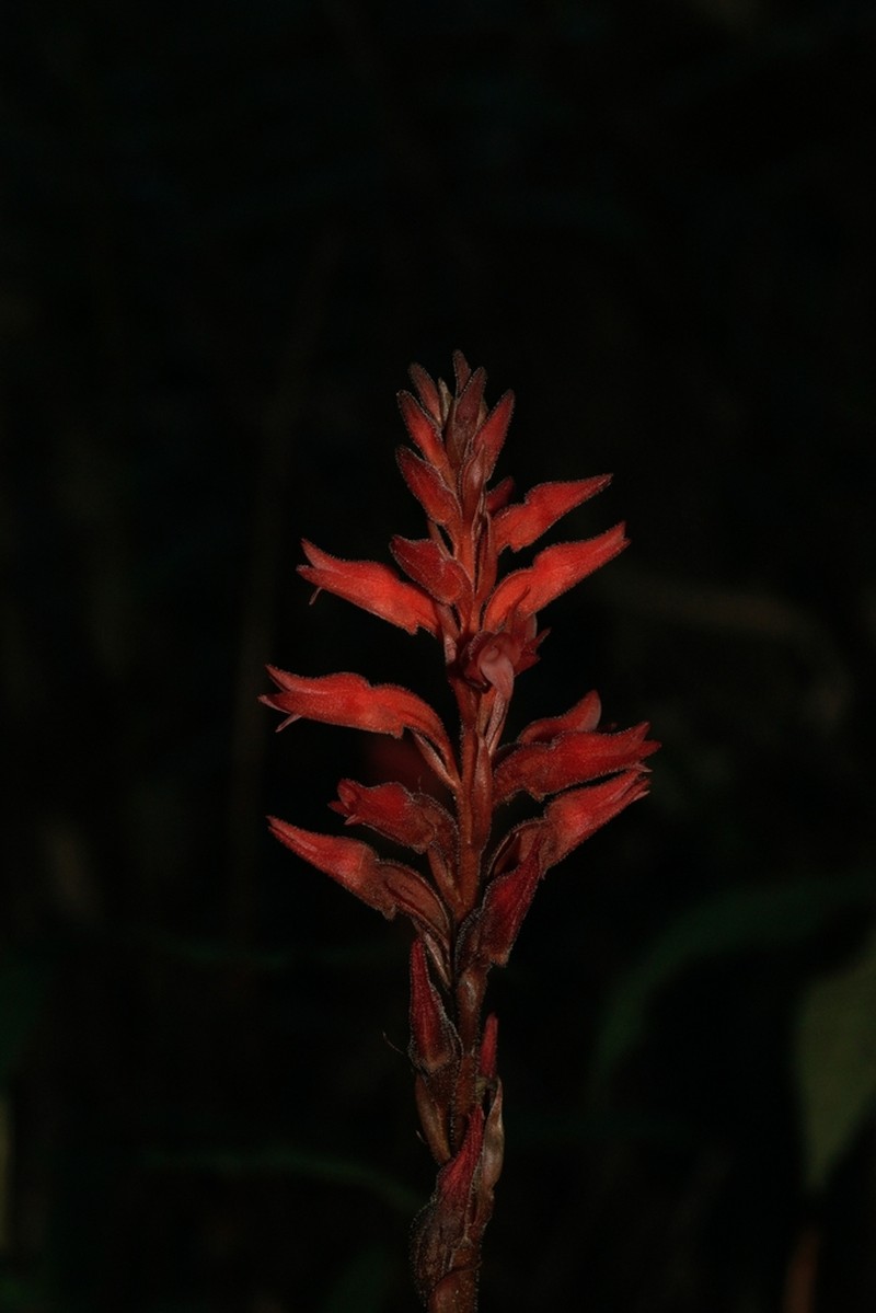 Leafless Beaked Lady Orchid photo 5