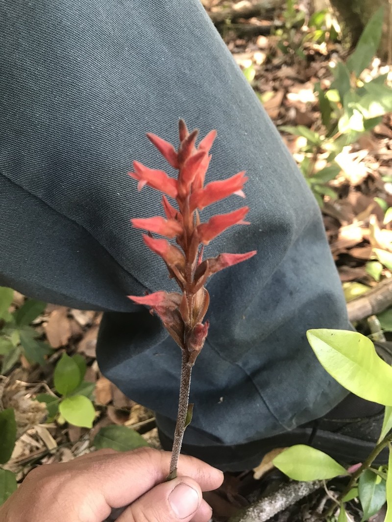 Leafless Beaked Lady Orchid photo 6