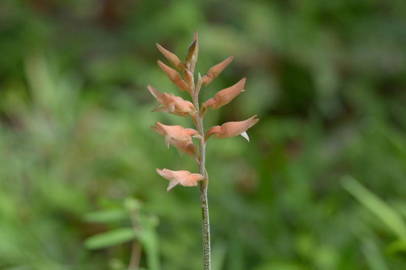 Leafless Beaked Lady Orchid photo 7