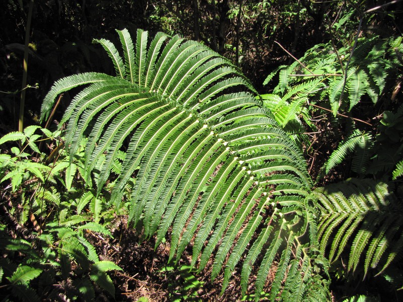 Longleaf Plume Fern