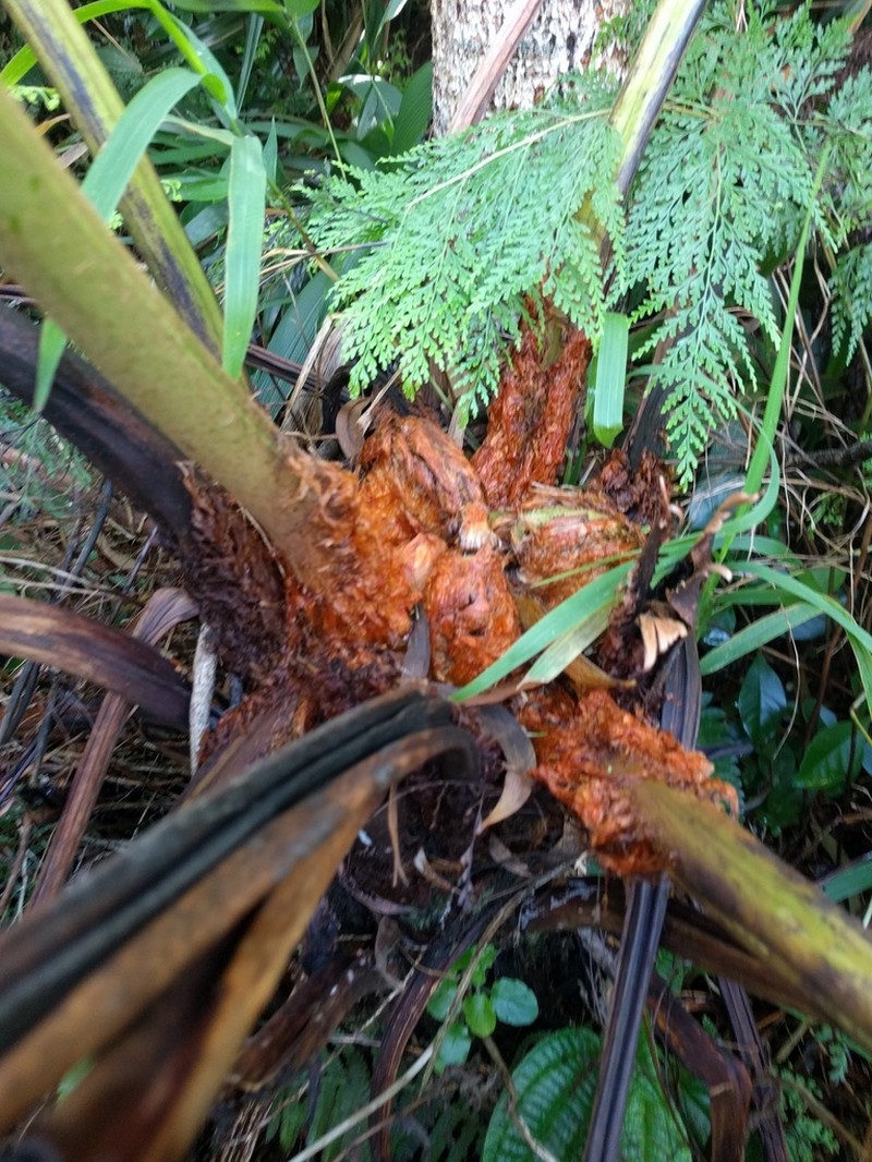 Longleaf Plume Fern