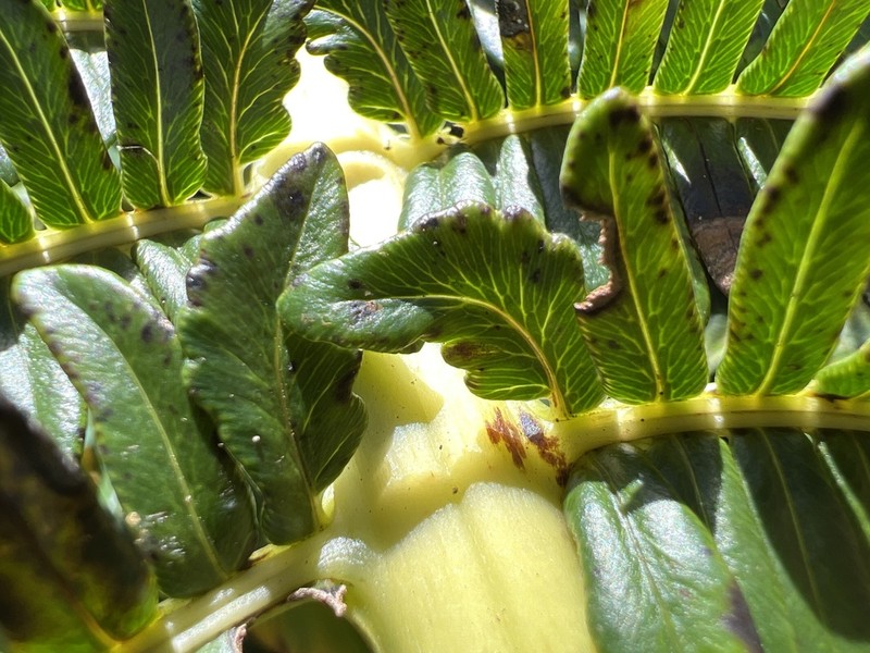 Longleaf Plume Fern photo 2