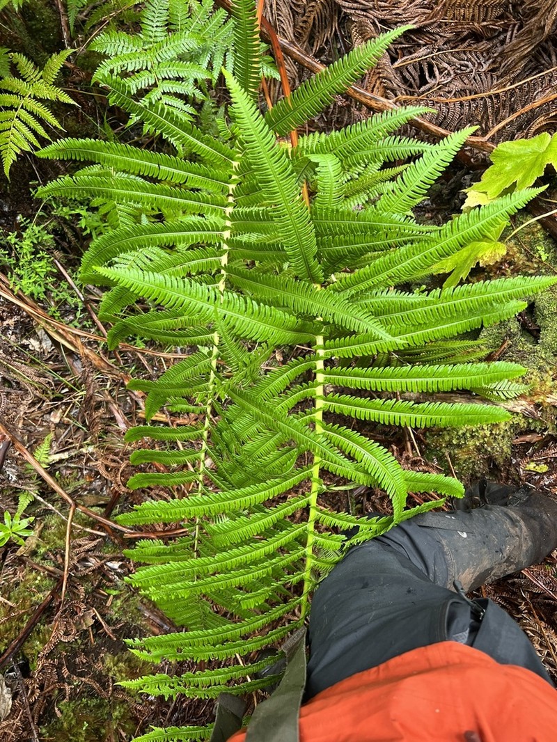Longleaf Plume Fern photo 3