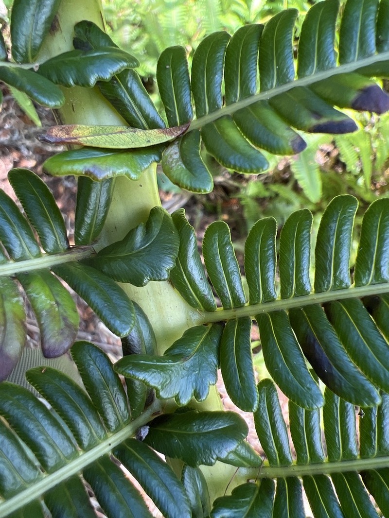 Longleaf Plume Fern photo 4