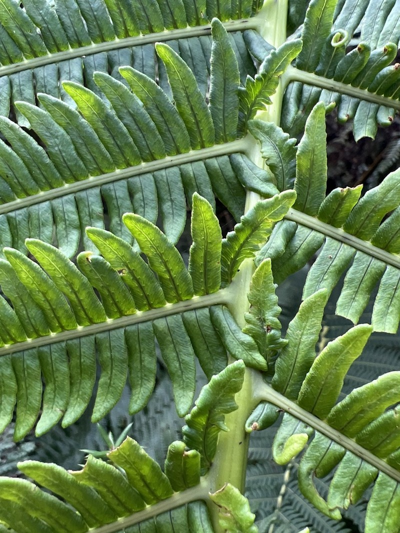 Longleaf Plume Fern photo 5