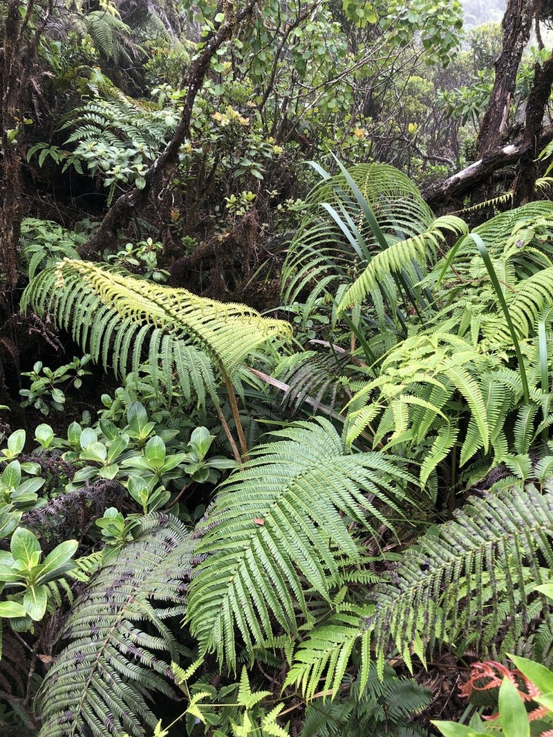 Longleaf Plume Fern photo 6