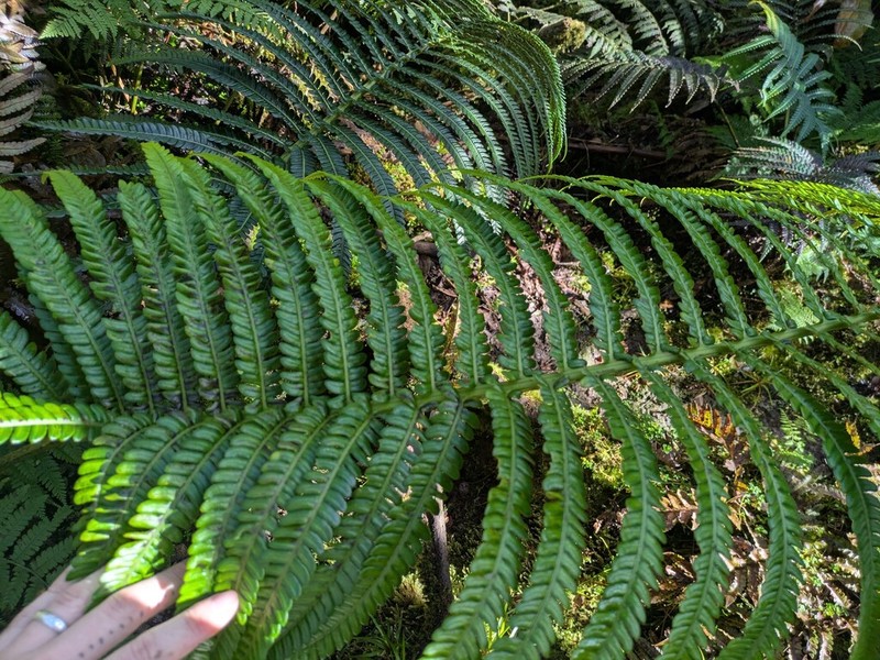 Longleaf Plume Fern photo 8
