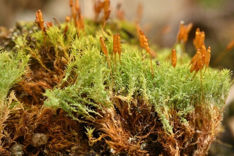 Saelania Moss